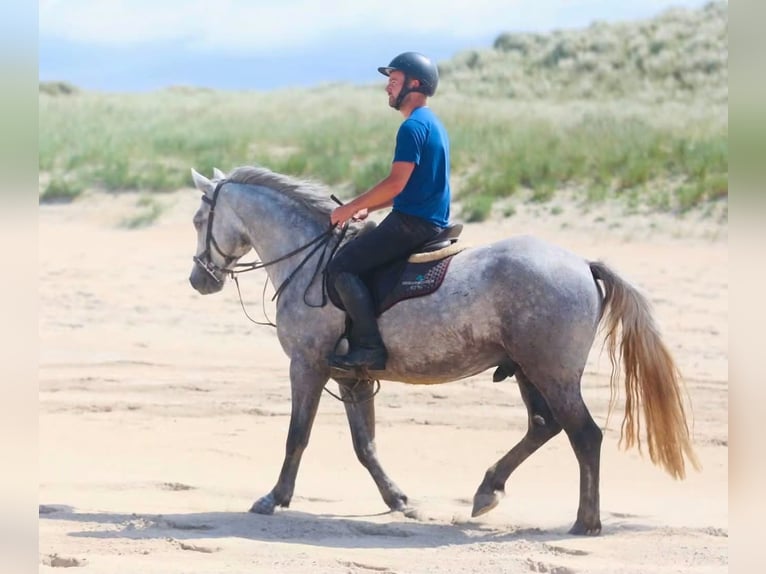 Connemara Gelding 4 years 15.1 hh Grey-Dapple in Sligo