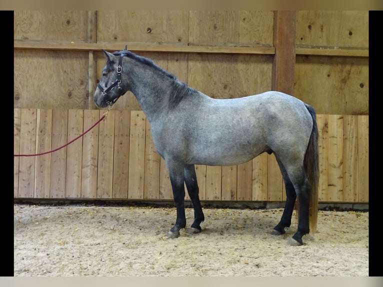 Connemara Gelding 4 years 15.1 hh Grey in Neuhemsbach