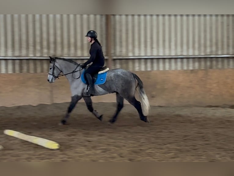 Connemara Gelding 4 years 15.1 hh Grey in Sligo