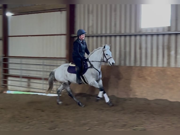 Connemara Gelding 4 years 15.1 hh Grey in Sligo