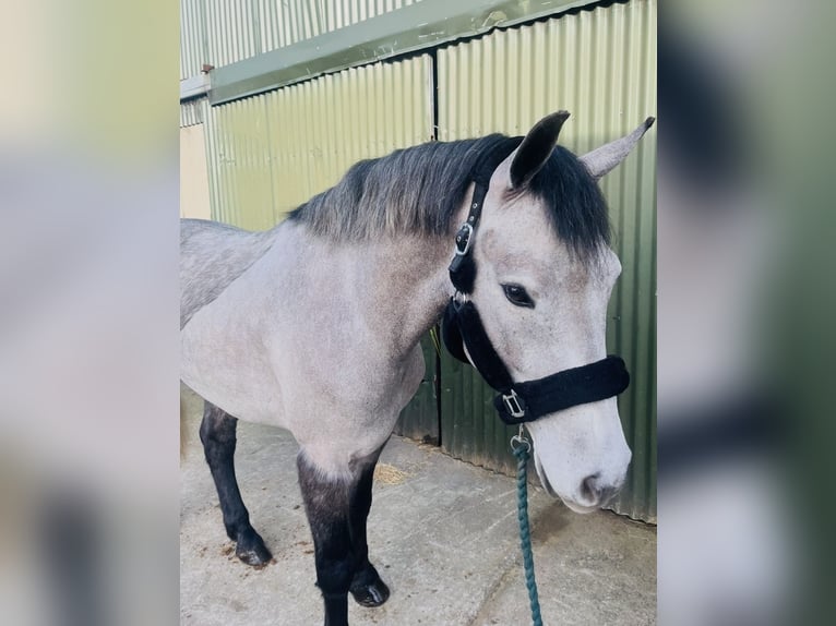 Connemara Gelding 4 years 15.1 hh Grey in Sligo