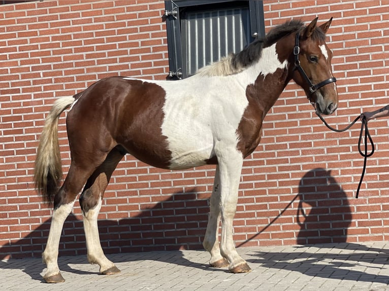 Connemara Gelding 4 years 15,1 hh in Zieuwent