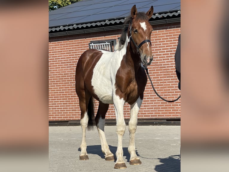 Connemara Gelding 4 years 15,1 hh in Zieuwent