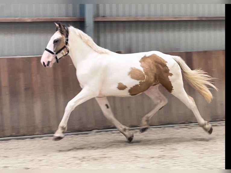 Connemara Gelding 4 years 15,1 hh in Zieuwent