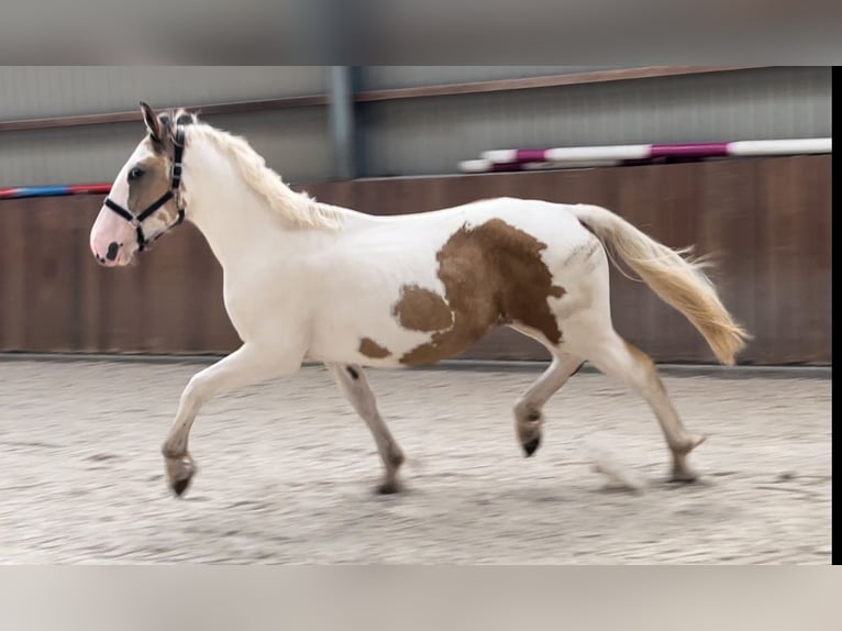 Connemara Gelding 4 years 15,1 hh Pinto in Zieuwent