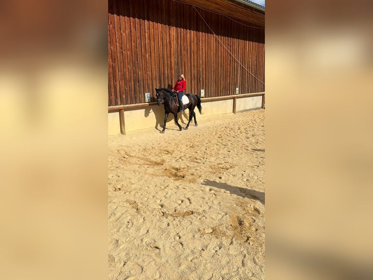 Connemara Gelding 4 years 15.2 hh Black in Gußwerk