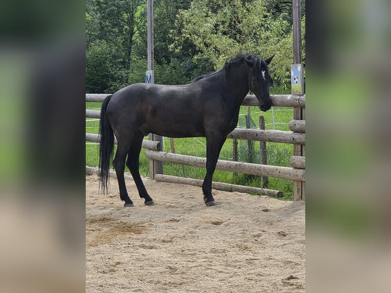 Connemara Gelding 4 years 15.2 hh Black in Gußwerk