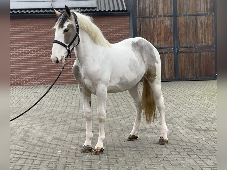 Connemara Mix Gelding 4 years 15,2 hh Pinto in Zieuwent