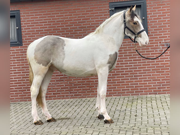 Connemara Mix Gelding 4 years 15,2 hh Pinto in Zieuwent