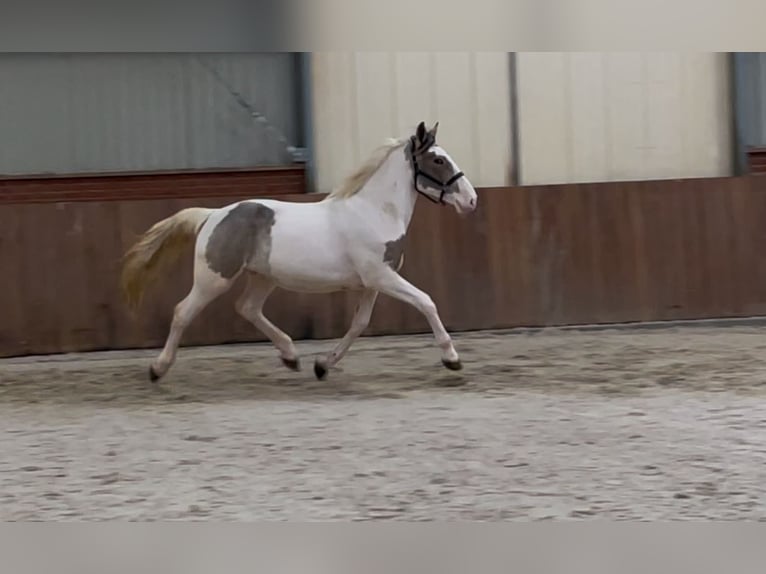 Connemara Mix Gelding 4 years 15,2 hh Pinto in Zieuwent