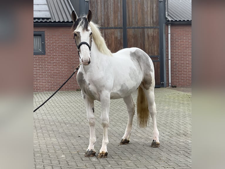 Connemara Mix Gelding 4 years 15,2 hh Pinto in Zieuwent