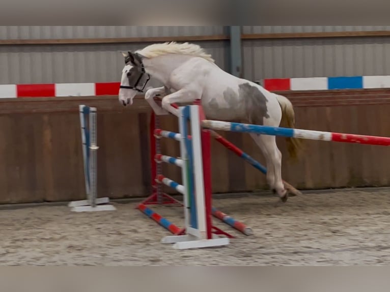 Connemara Mix Gelding 4 years 15,2 hh Pinto in Zieuwent