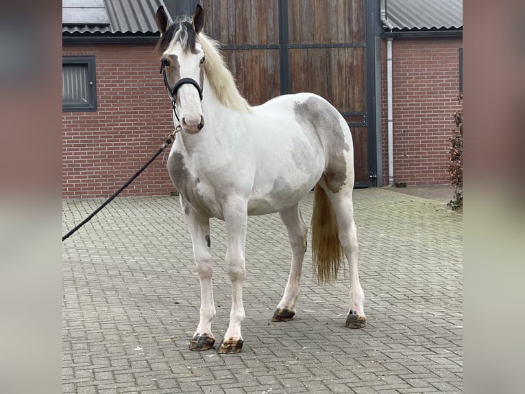 Connemara Mix Gelding 4 years 15,2 hh Pinto in Zieuwent