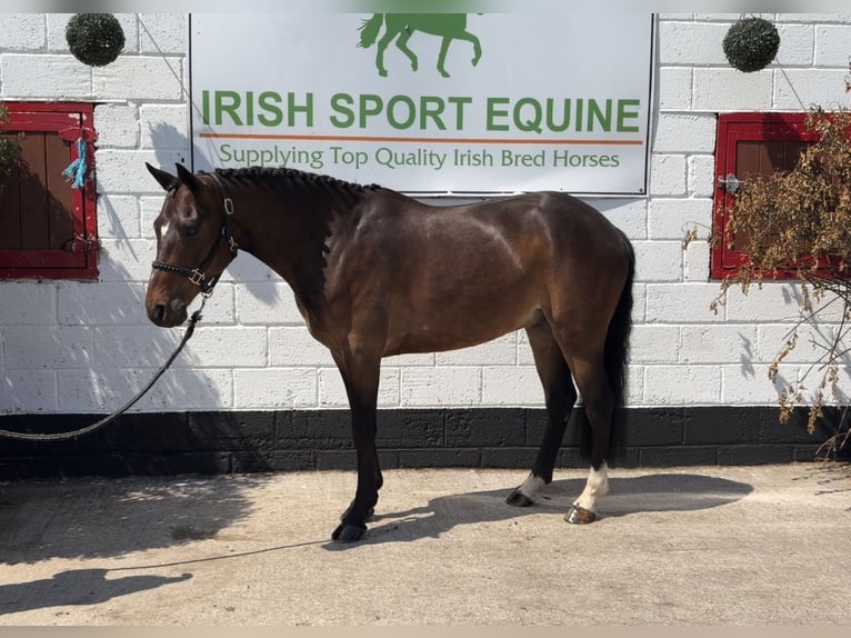 Connemara Gelding 4 years 15 hh Bay in Mountrath, Co. Laois