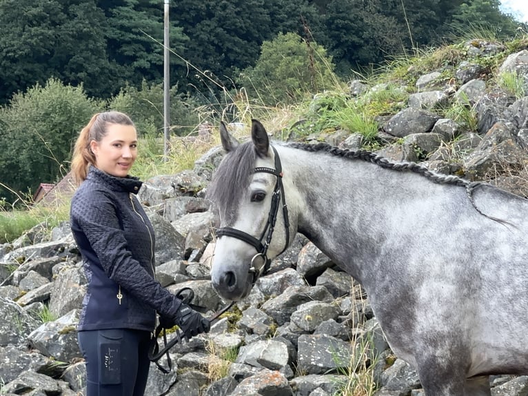 Connemara Gelding 4 years 15 hh Brown Falb mold in Lisberg