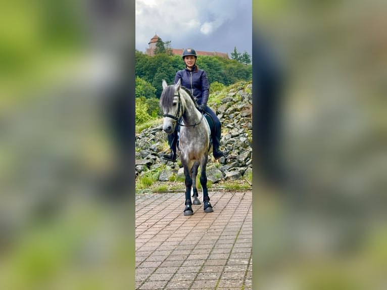 Connemara Gelding 4 years 15 hh Brown Falb mold in Lisberg