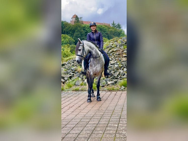 Connemara Gelding 4 years 15 hh Brown Falb mold in Lisberg