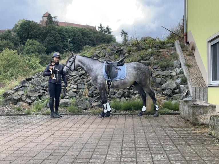 Connemara Gelding 4 years 15 hh Brown Falb mold in Lisberg