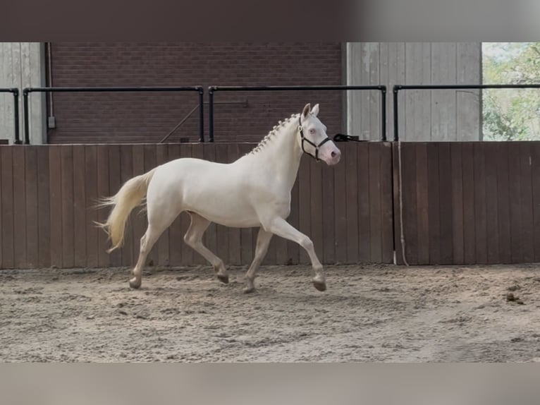 Connemara Gelding 4 years 15 hh Cremello in Zieuwent