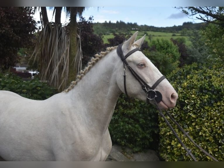 Connemara Gelding 4 years 15 hh Cremello in Newry