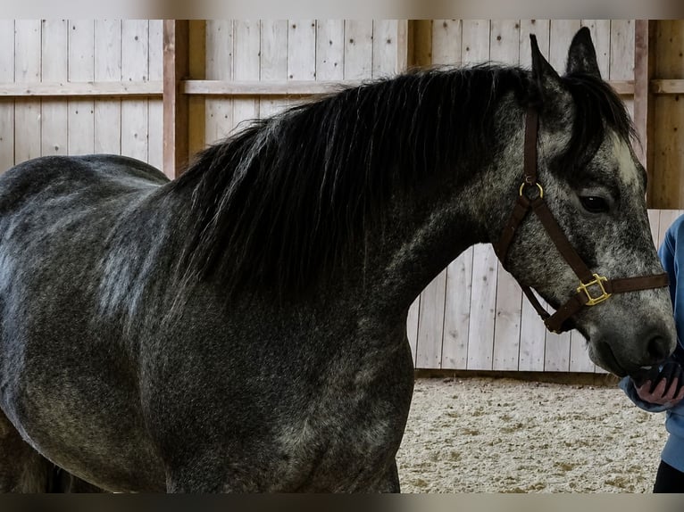 Connemara Gelding 4 years 15 hh Grey in Neuhemsbach