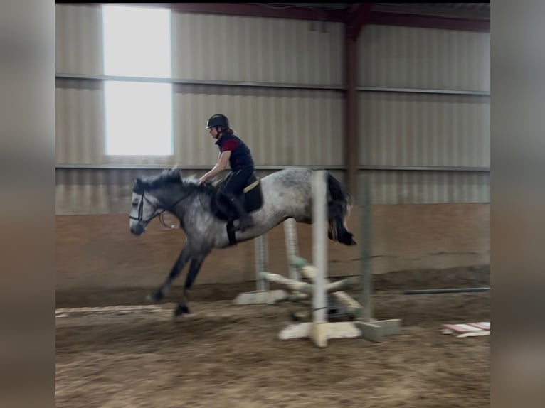 Connemara Gelding 4 years 15 hh Grey in Sligo