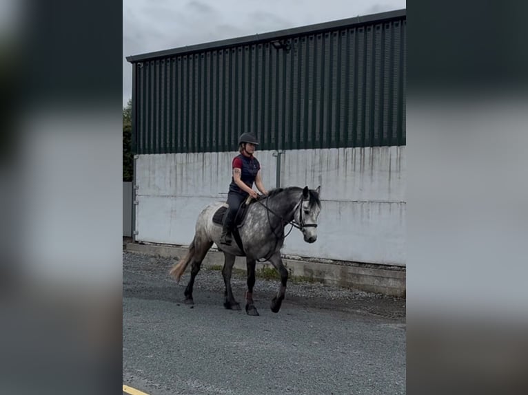 Connemara Gelding 4 years 15 hh Grey in Sligo