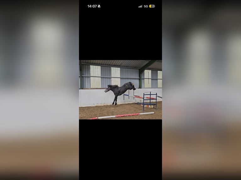 Connemara Gelding 4 years 15 hh Grey in Ireland
