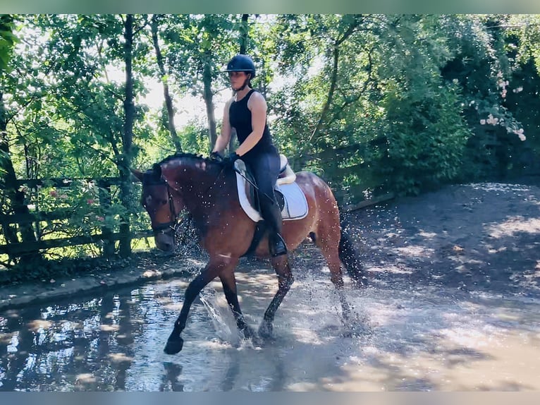 Connemara Gelding 4 years 15,1 hh Brown in Mountrath