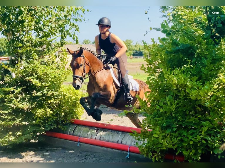 Connemara Gelding 4 years 15,1 hh Brown in Mountrath