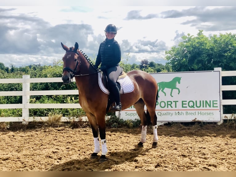 Connemara Gelding 4 years 15,1 hh Brown in Mountrath