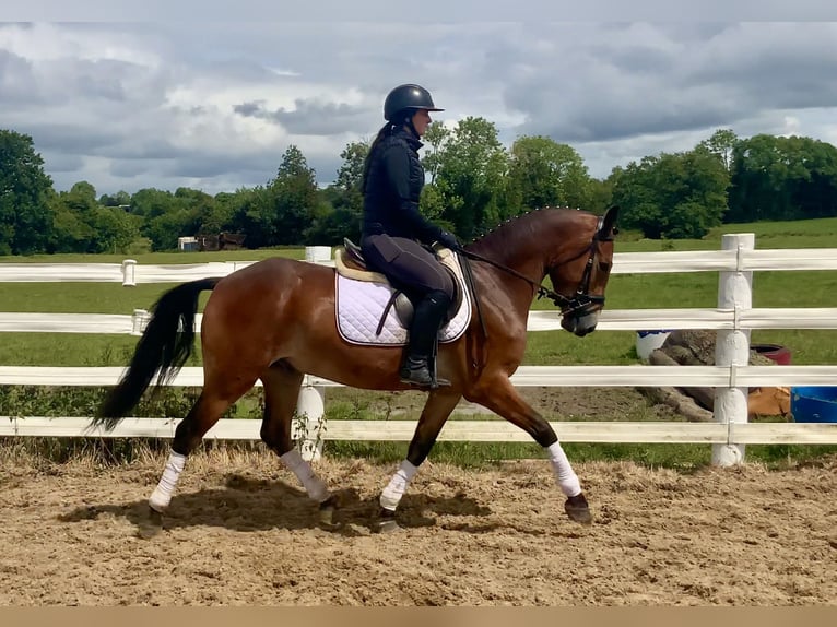 Connemara Gelding 4 years 15,1 hh Brown in Mountrath