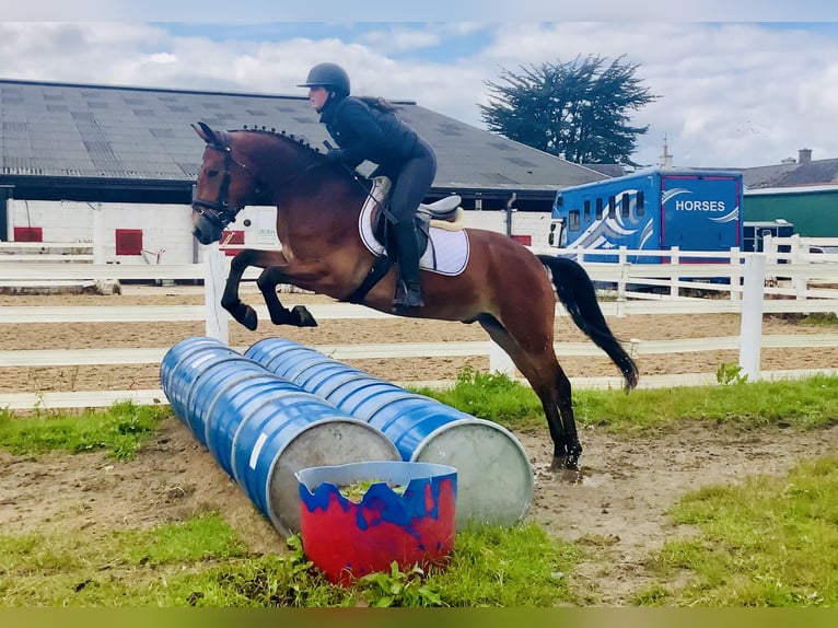 Connemara Gelding 4 years 15,1 hh Brown in Mountrath