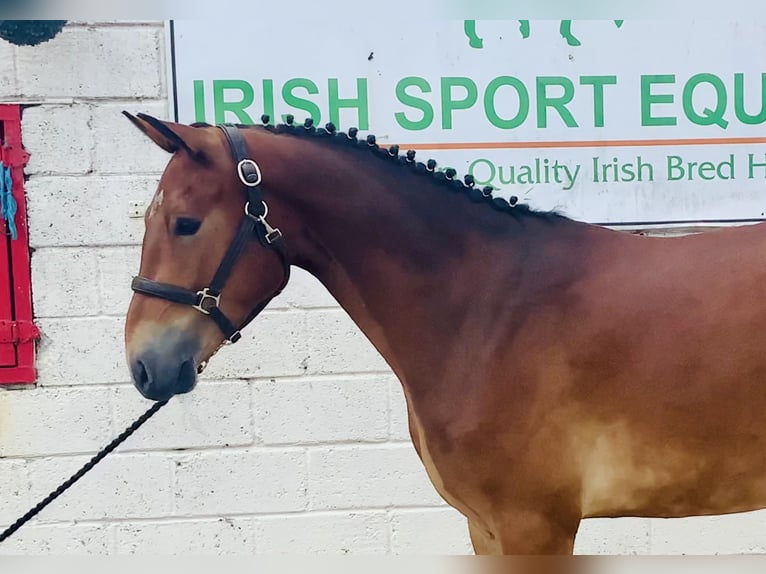 Connemara Gelding 4 years 15,1 hh Brown in Mountrath