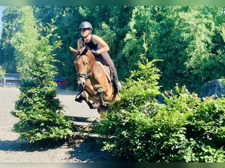 Connemara Gelding 4 years 15,1 hh Brown in Mountrath