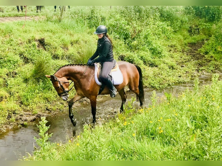 Connemara Gelding 4 years 15,1 hh Brown in Mountrath