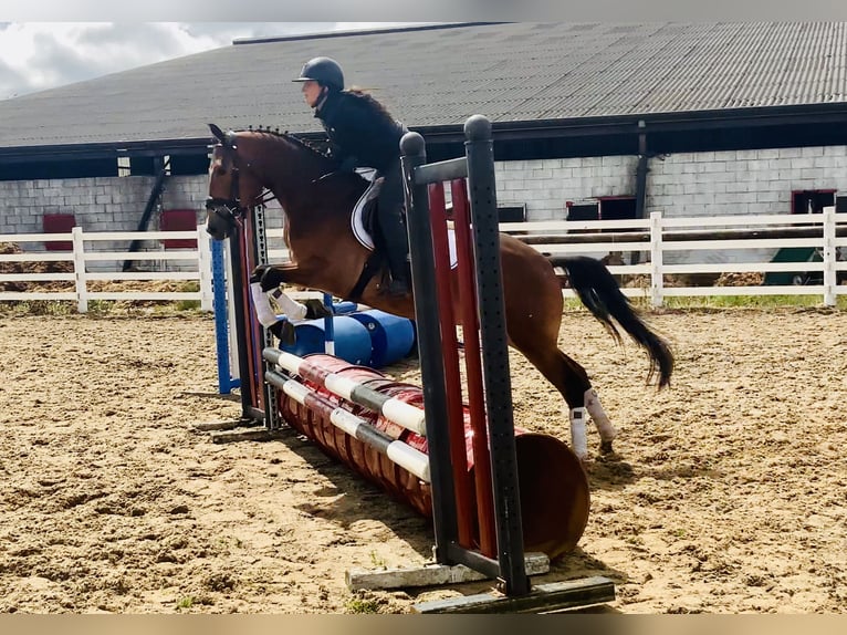 Connemara Gelding 4 years 15,1 hh Brown in Mountrath