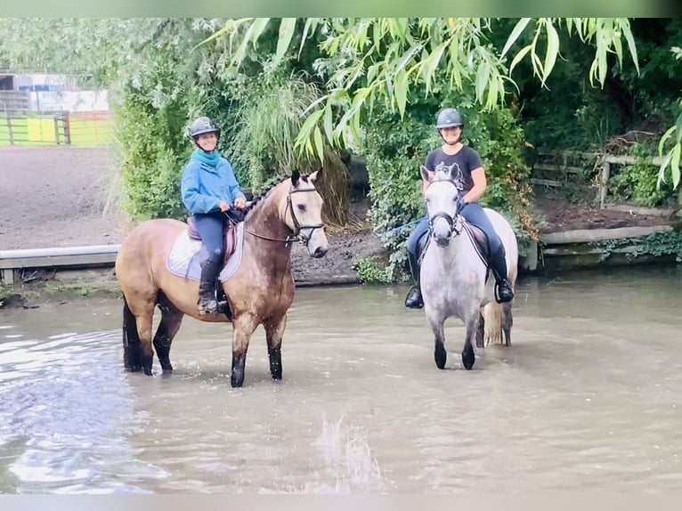 Connemara Gelding 4 years 15,1 hh Dun in Mountrath
