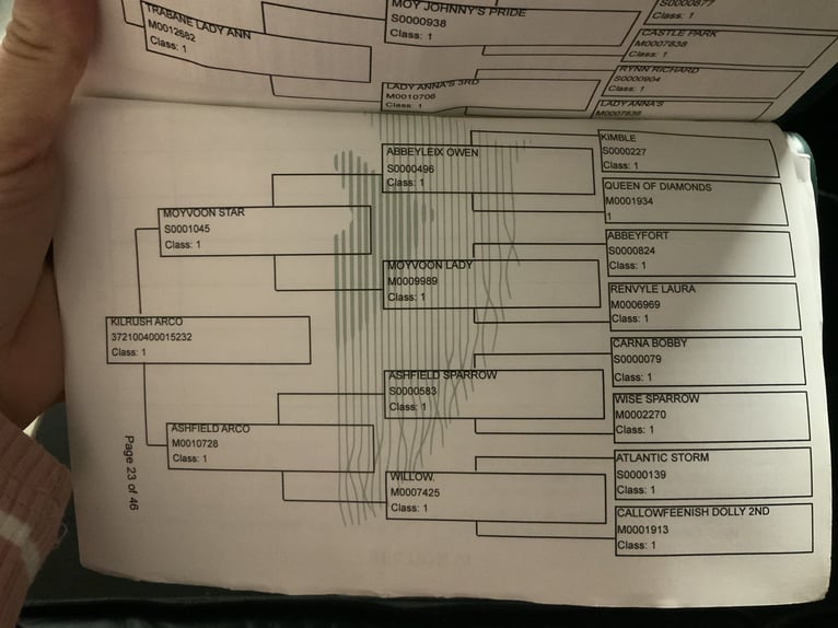Connemara Gelding 4 years 15,1 hh Dun in Mountrath