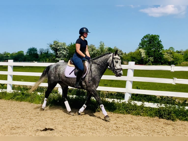 Connemara Gelding 4 years 15,1 hh Gray in Mountrath