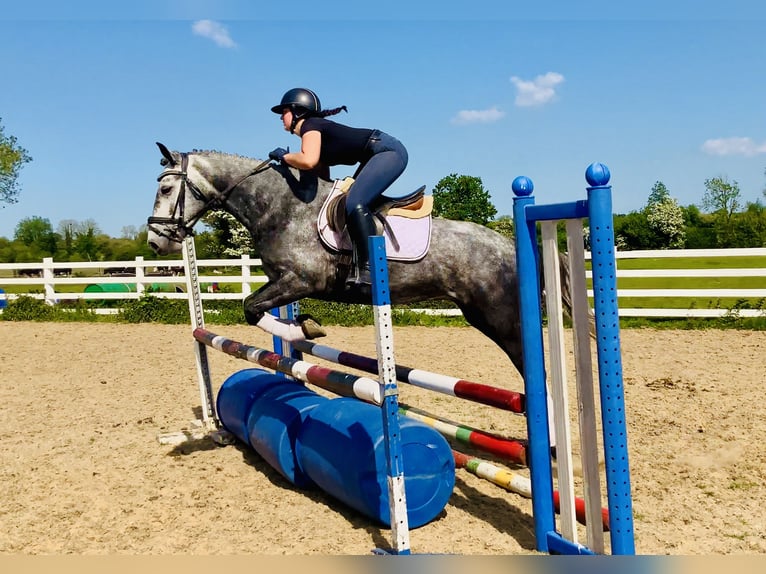 Connemara Gelding 4 years 15,1 hh Gray in Mountrath