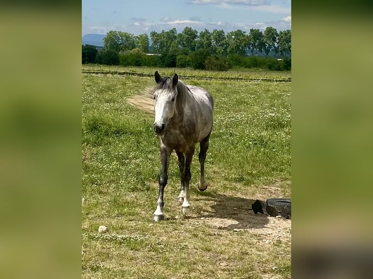 Connemara Mix Gelding 4 years 15,1 hh Gray in Laroque des alberes