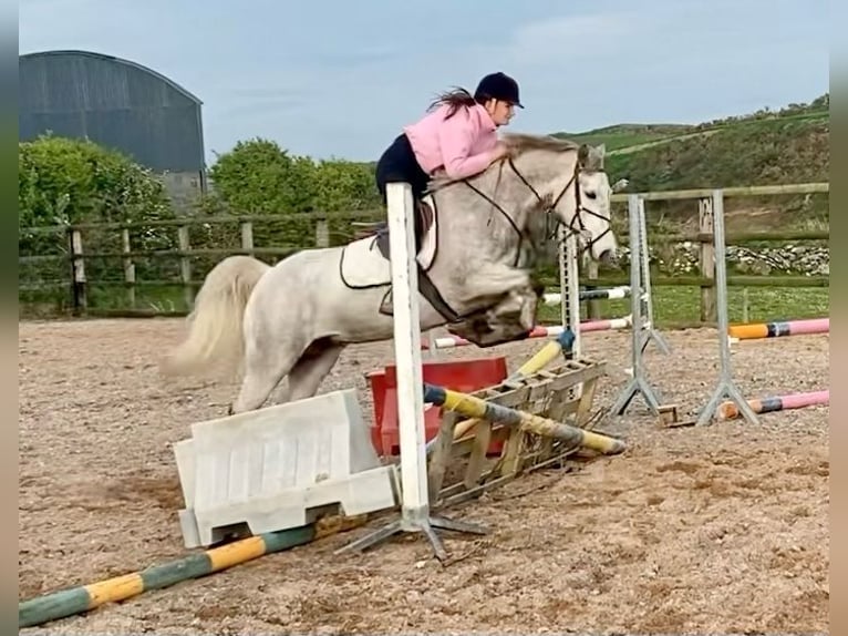 Connemara Gelding 4 years 15,1 hh Grey-Dapple in Wachtendonk