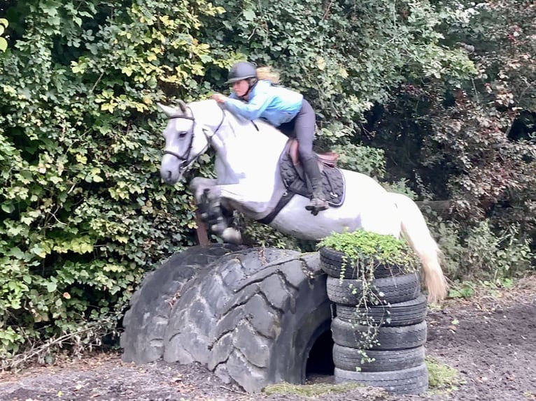 Connemara Gelding 4 years 15,1 hh Grey in Mountrath