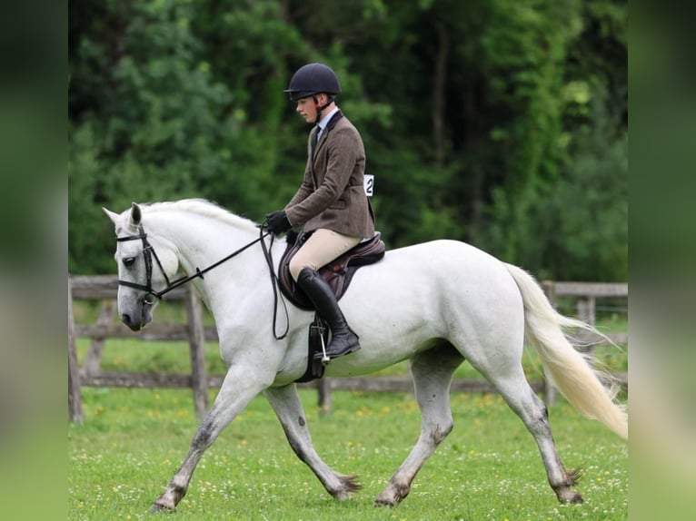 Connemara Gelding 4 years 15,1 hh Grey in Mountrath