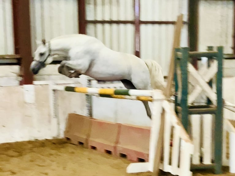 Connemara Gelding 4 years 15,1 hh Grey in Mountrath