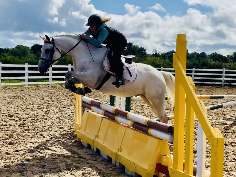 Connemara Gelding 4 years 15,1 hh Grey in Mountrath
