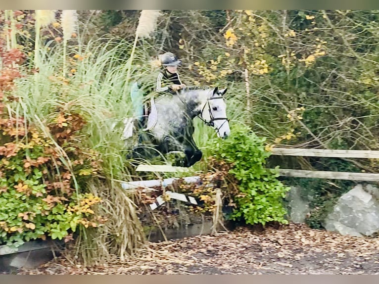 Connemara Gelding 4 years 15,1 hh Grey in Mountrath