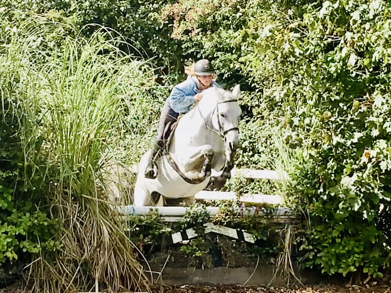 Connemara Gelding 4 years 15,1 hh Grey in Mountrath
