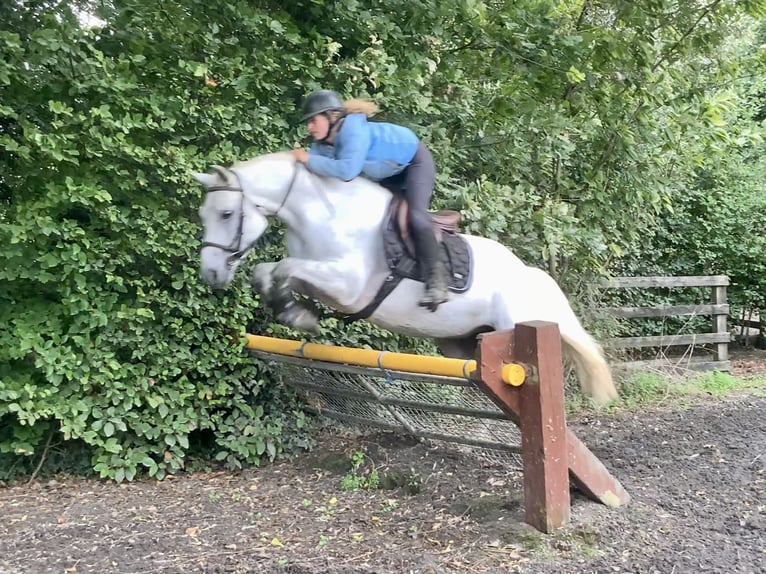 Connemara Gelding 4 years 15,1 hh Grey in Mountrath